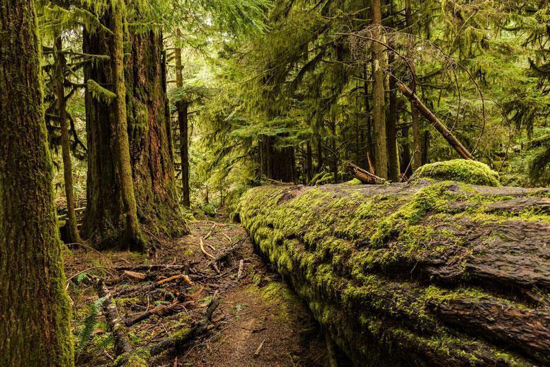 Cathedral Grove Forest Wall Mural-Wall Mural-Eazywallz