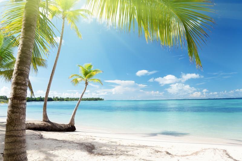 Coconut palms in sunlight Wall Mural-Wall Mural-Eazywallz