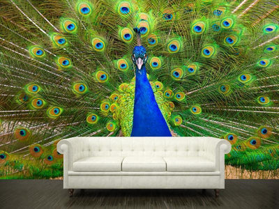 Colorful Peacock Wall Mural-Wall Mural-Eazywallz