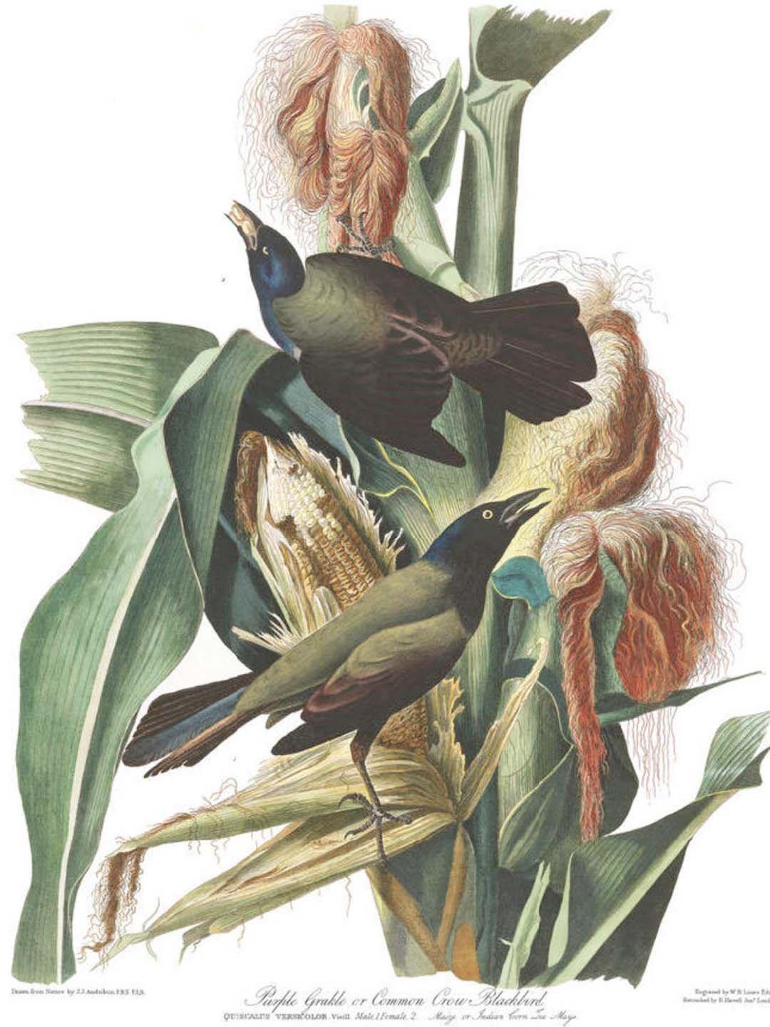 Common Crow Wall Mural-Wall Mural-Eazywallz