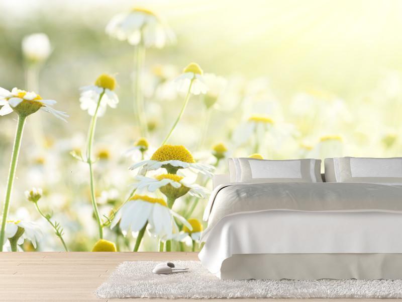 Daisies in the sun Wall Mural-Wall Mural-Eazywallz