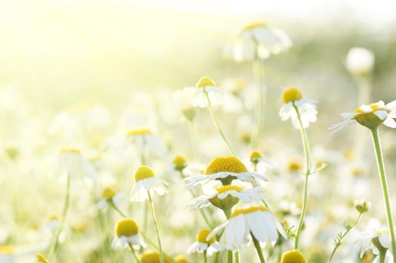 Daisies in the sun Wall Mural-Wall Mural-Eazywallz