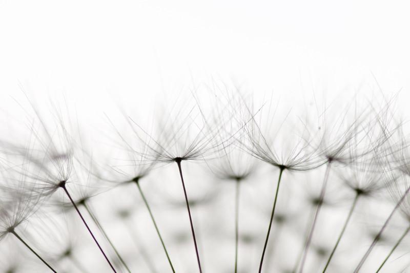 Dandelion seeds Wall Mural-Wall Mural-Eazywallz