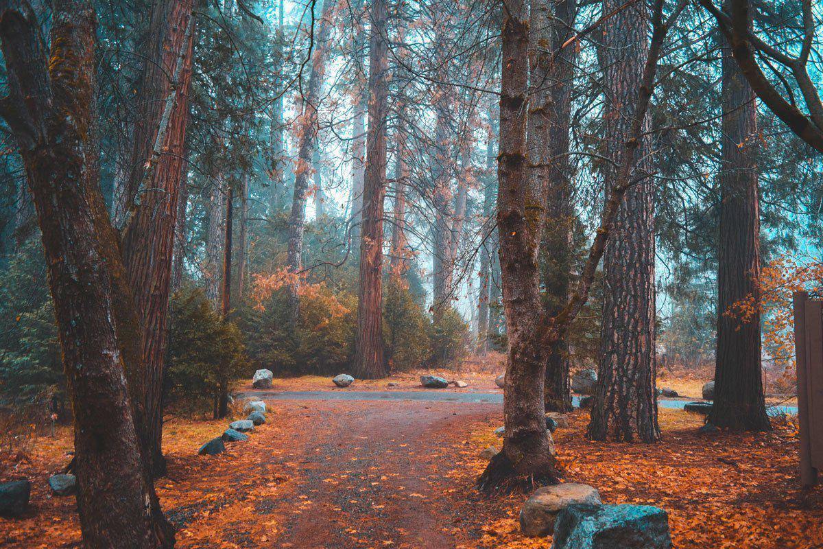 Dark Forest in Autumn Wall Mural-Wall Mural-Eazywallz