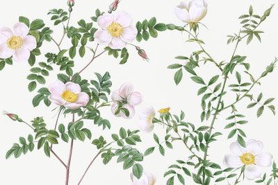 De Candolle's White Rose Mural Wallpaper-Wall Mural-Eazywallz