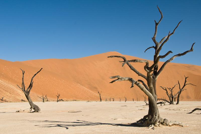 Dead acacia trees in desert Wall Mural-Wall Mural-Eazywallz