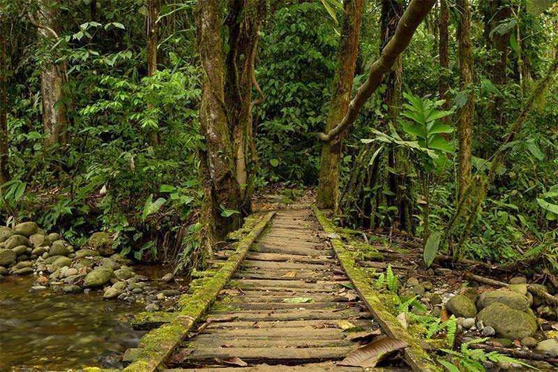 Deep Ecuadorian Jungle Wall Mural-Wall Mural-Eazywallz