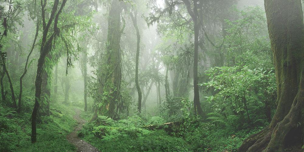 Deep Jungle Panoramic Wallpaper Mural-Wall Mural-Eazywallz