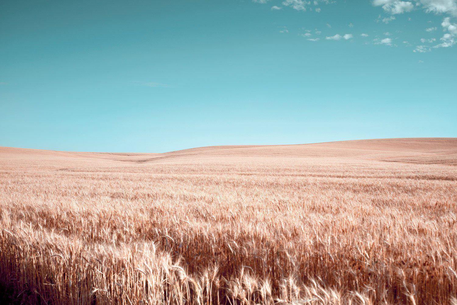 Dreamy Wheat Field Wall Mural-Wall Mural-Eazywallz