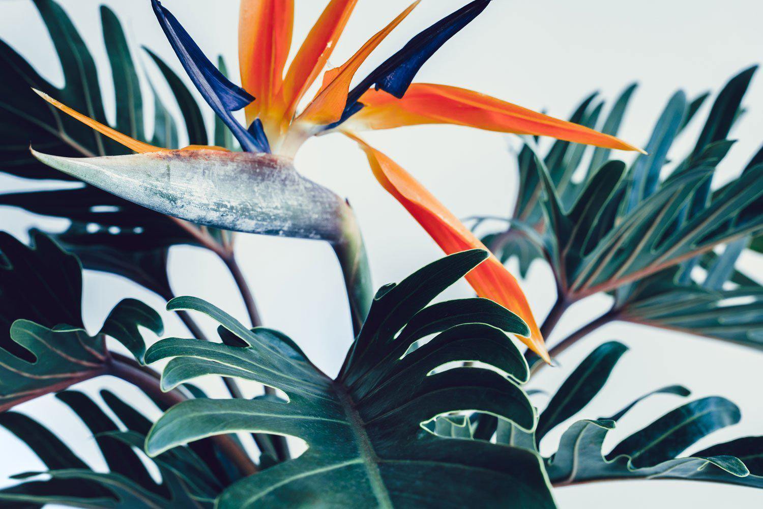 Exotic Tropical Flower Wall Mural-Wall Mural-Eazywallz