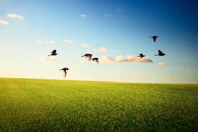 Flying Birds Wall Mural-Wall Mural-Eazywallz