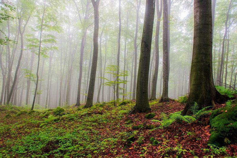 Foggy Forest Hill Wall Mural-Wall Mural-Eazywallz