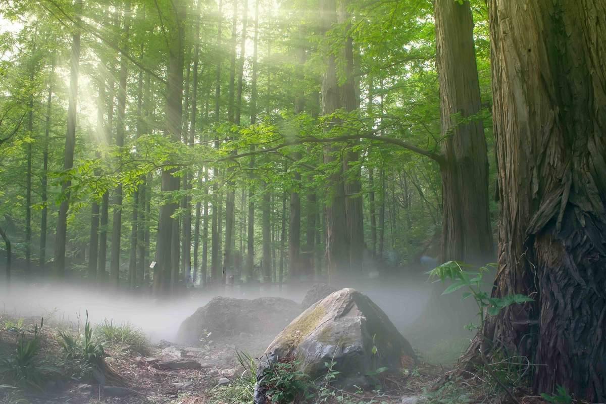 Foggy Forest Trail Wall Mural-Wall Mural-Eazywallz