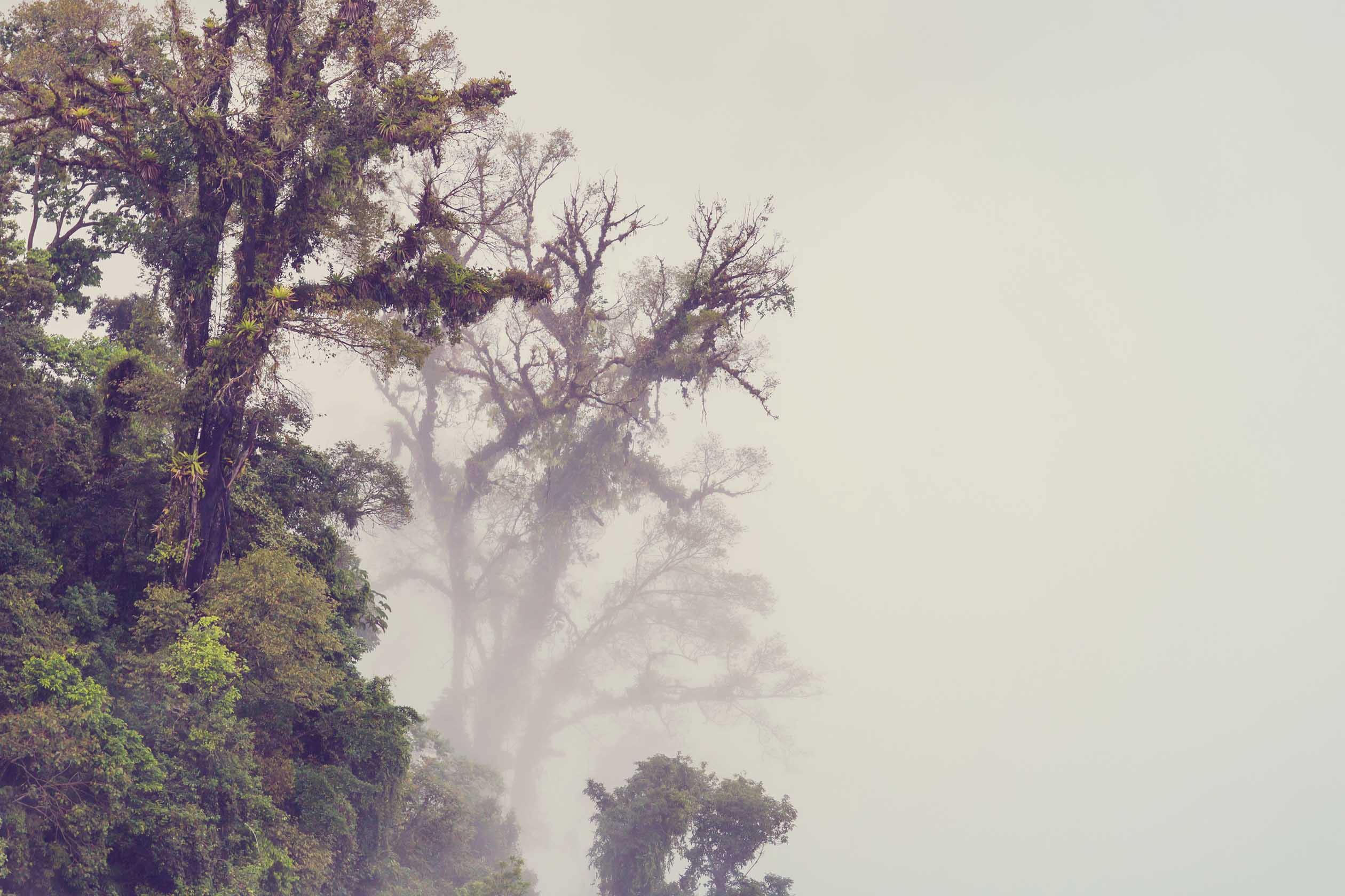 Foggy Jungle 2 Mural Wallpaper-Wall Mural-Eazywallz