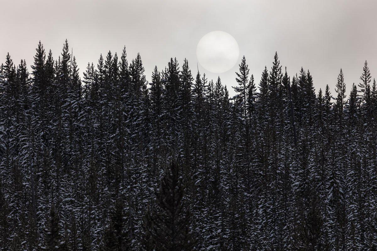 Foggy Tree Line Wallpaper Mural-Wall Mural-Eazywallz