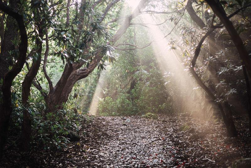 Forest Opening Wall Mural-Wall Mural-Eazywallz