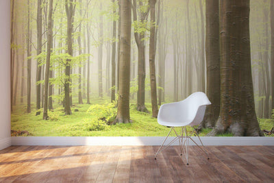 Forest in spring Wall Mural-Wall Mural-Eazywallz