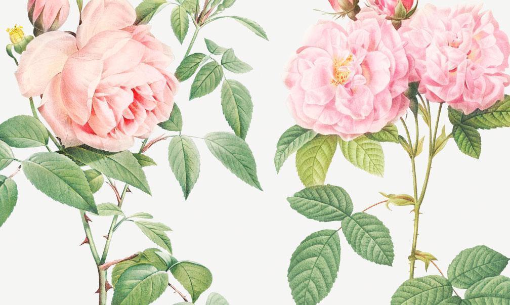 Fragrant Rosebush Wall Mural-Wall Mural-Eazywallz