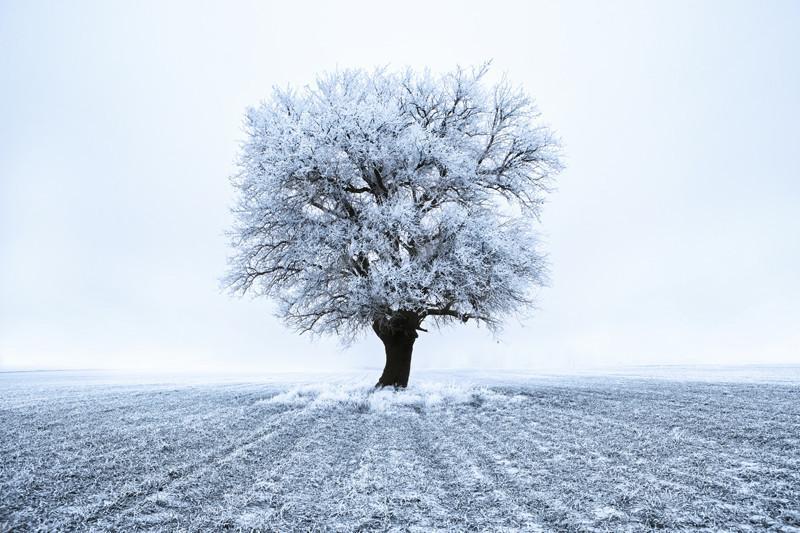 Frozen Field Wall Mural-Wall Mural-Eazywallz