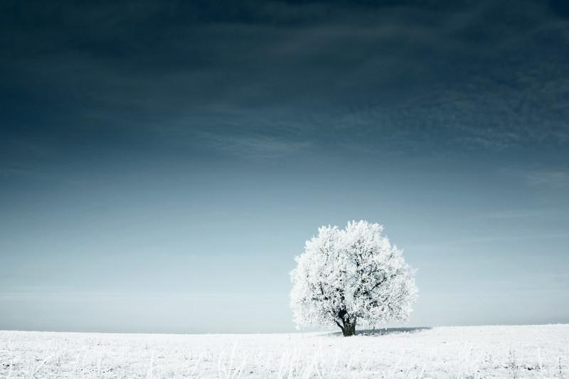 Frozen tree in snowy field Wall Mural-Wall Mural-Eazywallz