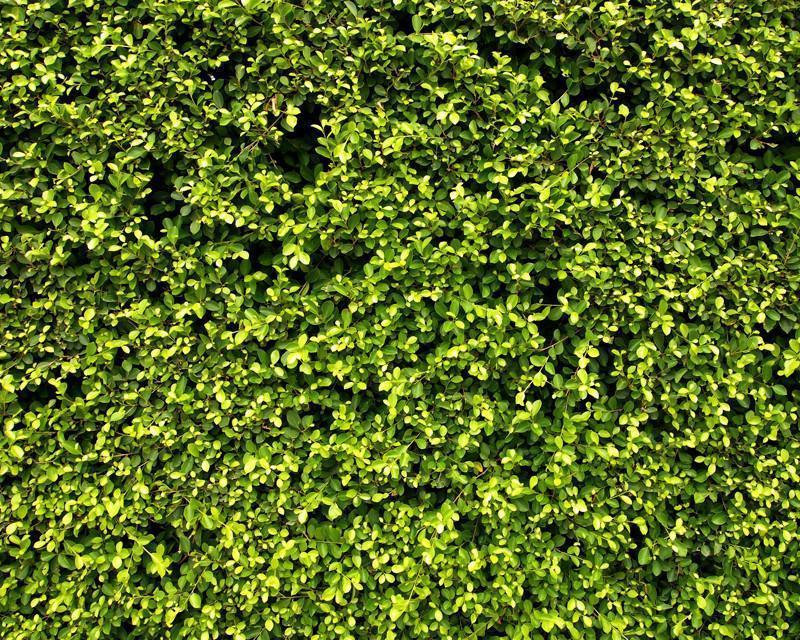 Garden hedge texture Wall Mural-Wall Mural-Eazywallz