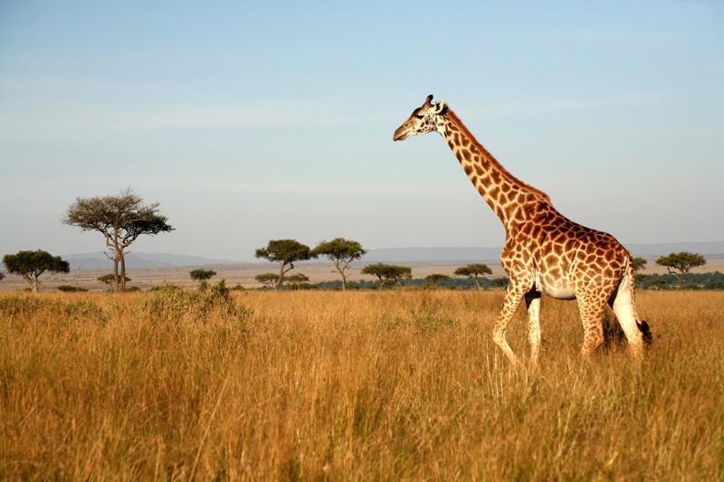 Giraffe walking through the grasslands Wall Mural-Wall Mural-Eazywallz