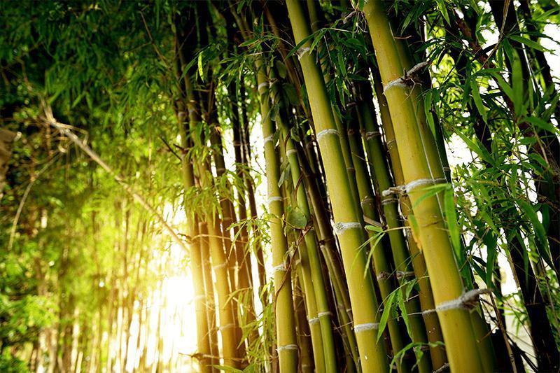 Green Bamboo Forest Wall Mural-Wall Mural-Eazywallz