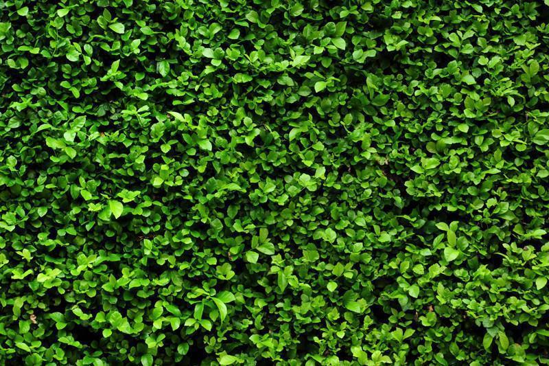Green Bush Texture Wall Mural-Wall Mural-Eazywallz