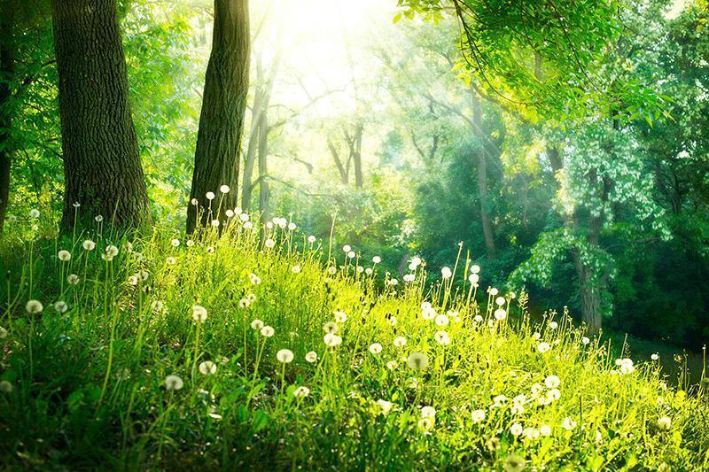 Green Spring Forest Wall Mural-Wall Mural-Eazywallz