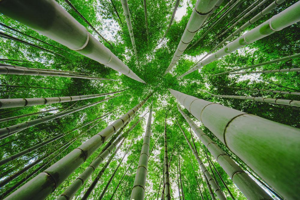 Green bamboo forest Wall Mural-Wall Mural-Eazywallz
