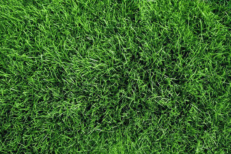 Green grass field Wall Mural-Wall Mural-Eazywallz
