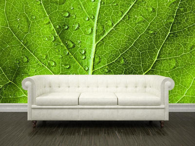 Green leaf texture Wall Mural-Wall Mural-Eazywallz