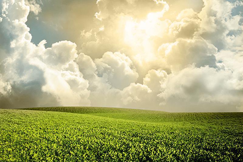 Green meadow under blue sky Wall Mural-Wall Mural-Eazywallz