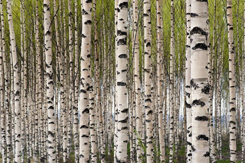 Grove of Birch Trees Wall Mural-Wall Mural-Eazywallz
