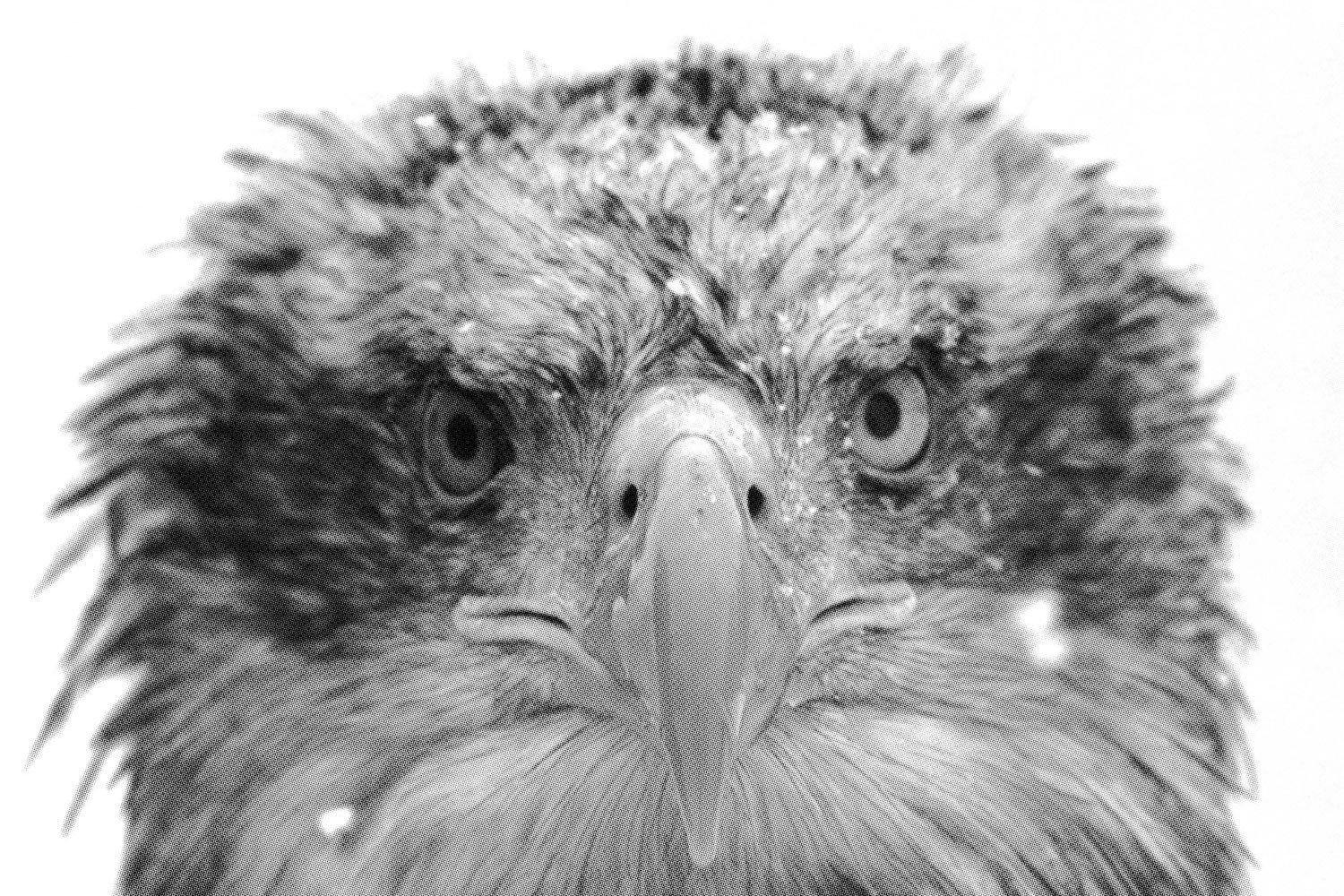 Halftone Bald Eagle Wall Mural-Wall Mural-Eazywallz