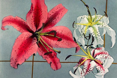Hand Coloured Lily Wallpaper Mural-Wall Mural-Eazywallz