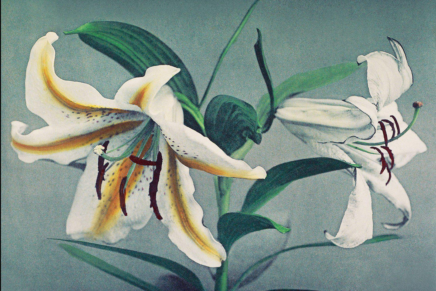 Hand Coloured White Lily Wall Mural-Wall Mural-Eazywallz