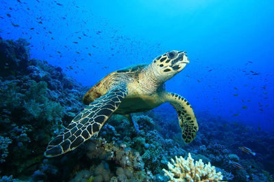 Hawksbill Turtle on a coral reef Wall Mural-Wall Mural-Eazywallz