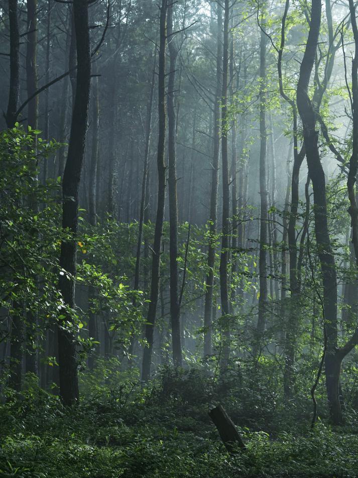 Indonesian Rain Forest Wall Mural-Wall Mural-Eazywallz