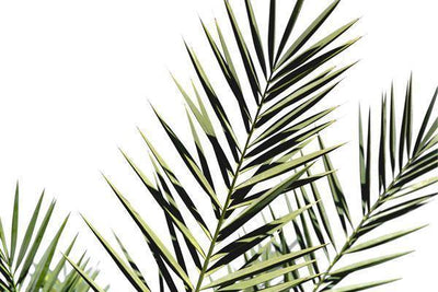 Isolated Palm Leaf Wall Mural-Wall Mural-Eazywallz