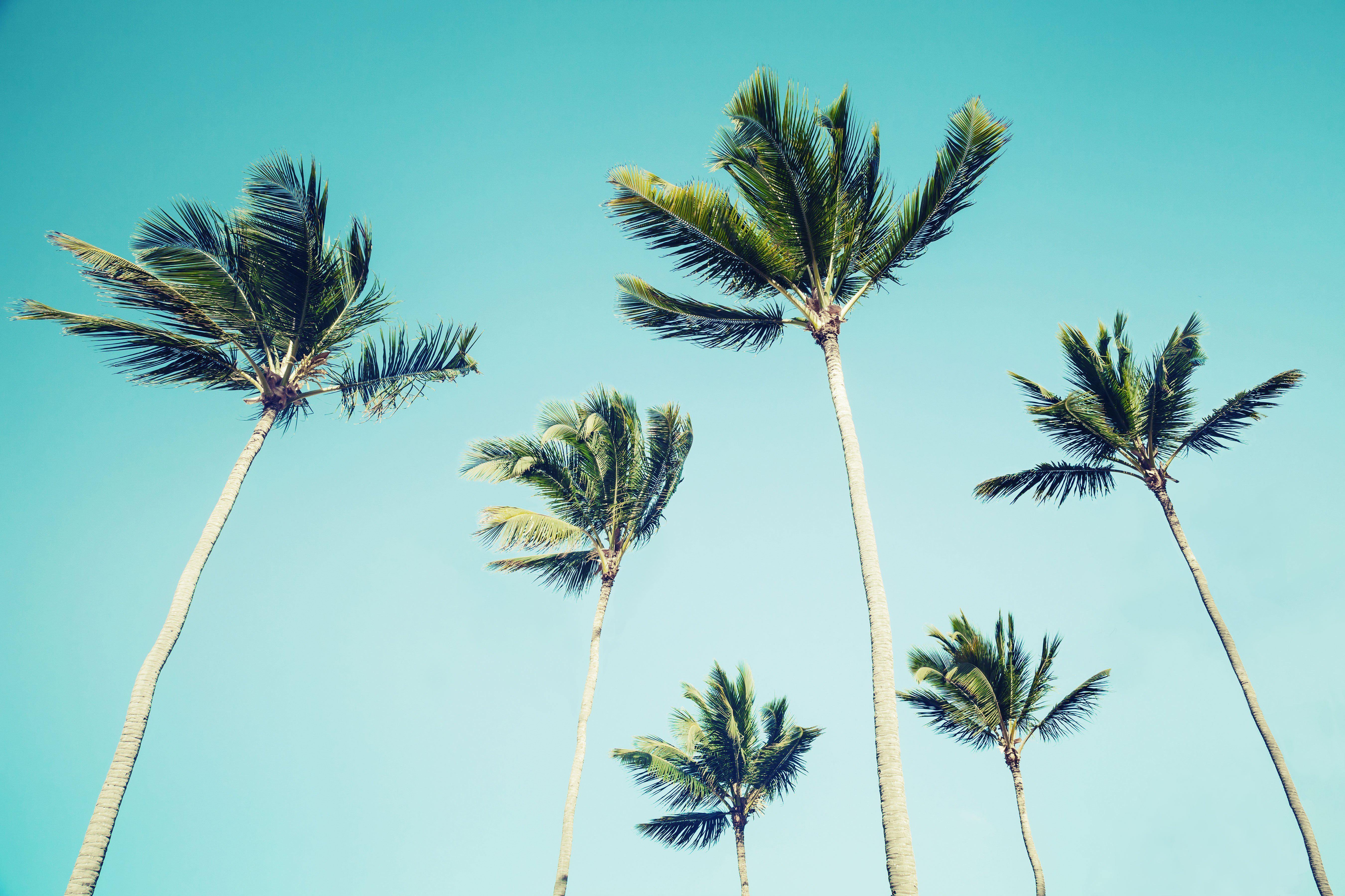 Isolated Palm Trees Wall Mural-Wall Mural-Eazywallz