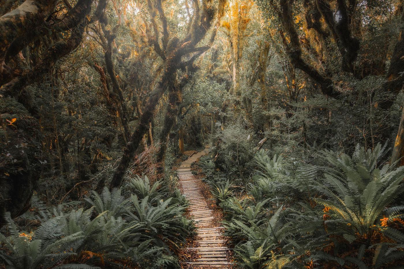 Jungle Path 2 Wall Mural-Wall Mural-Eazywallz