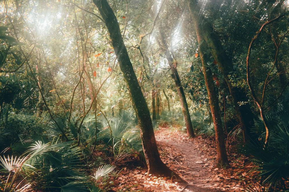 Jungle Sun Light Wall Mural-Wall Mural-Eazywallz