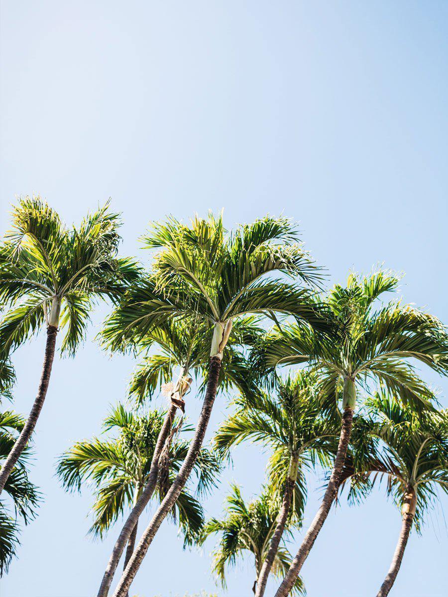 Key West Palm Trees Wall Mural-Wall Mural-Eazywallz