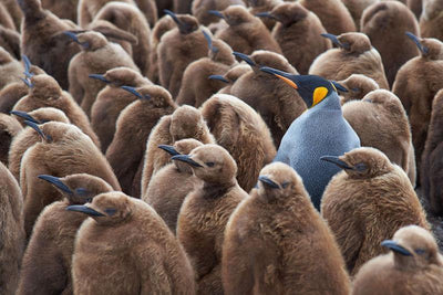 King penguin on Falkland Island Wall Mural-Wall Mural-Eazywallz