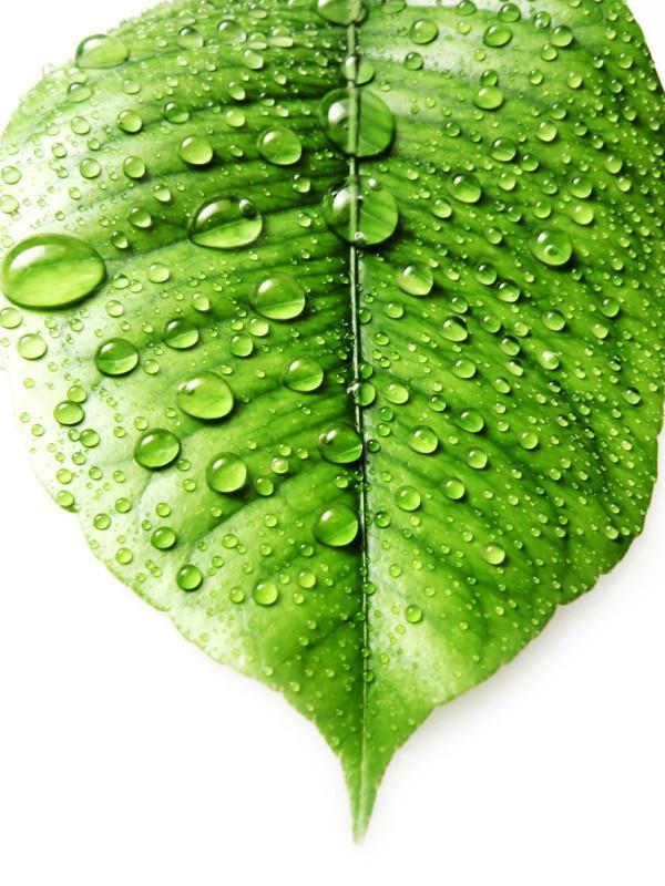Leaf with fresh water drops Wall Mural-Wall Mural-Eazywallz