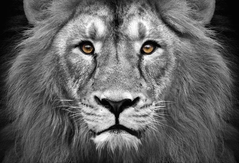 Lion Head Wall Mural Wall Mural-Wall Mural-Eazywallz