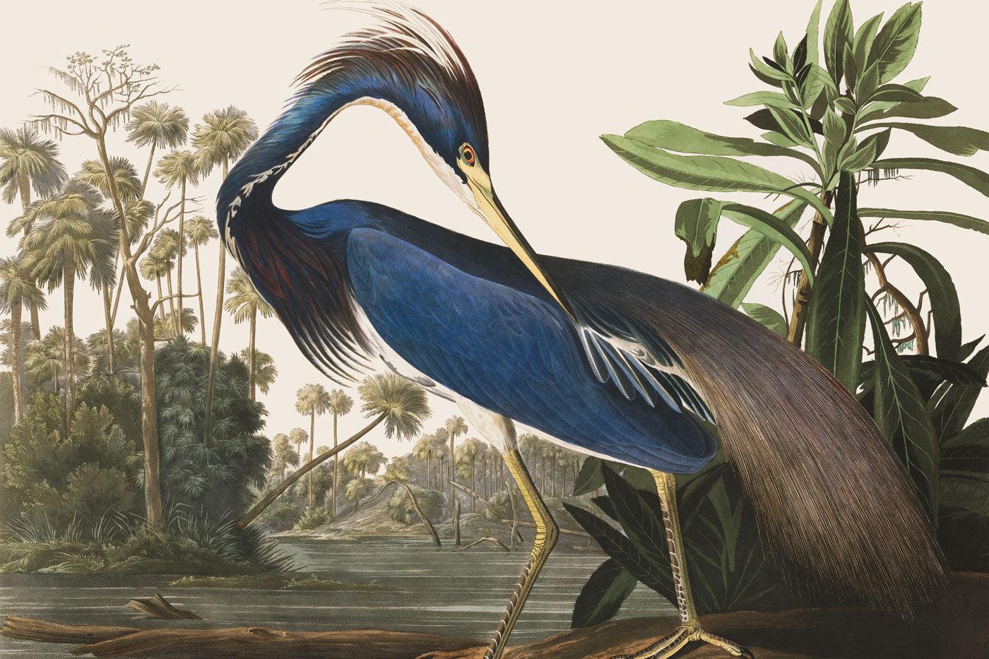 Louisiana Heron Wall Mural-Wall Mural-Eazywallz