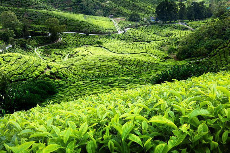 Malaysian Tea Plantation Wall Mural-Wall Mural-Eazywallz