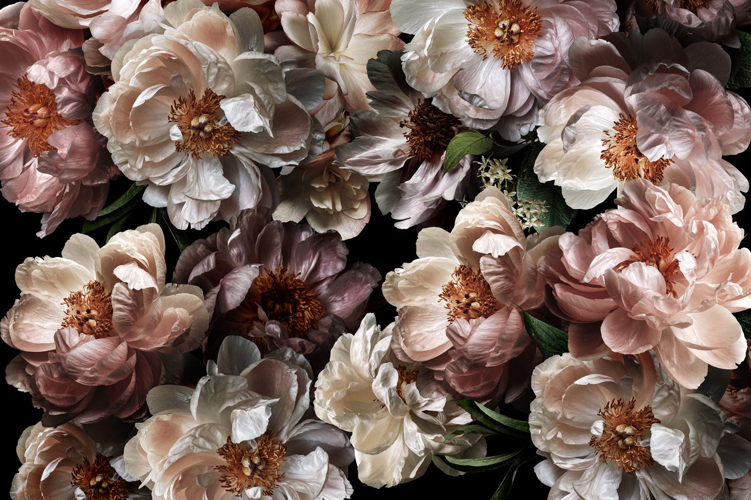 Midnight Floral 5 Wall Mural